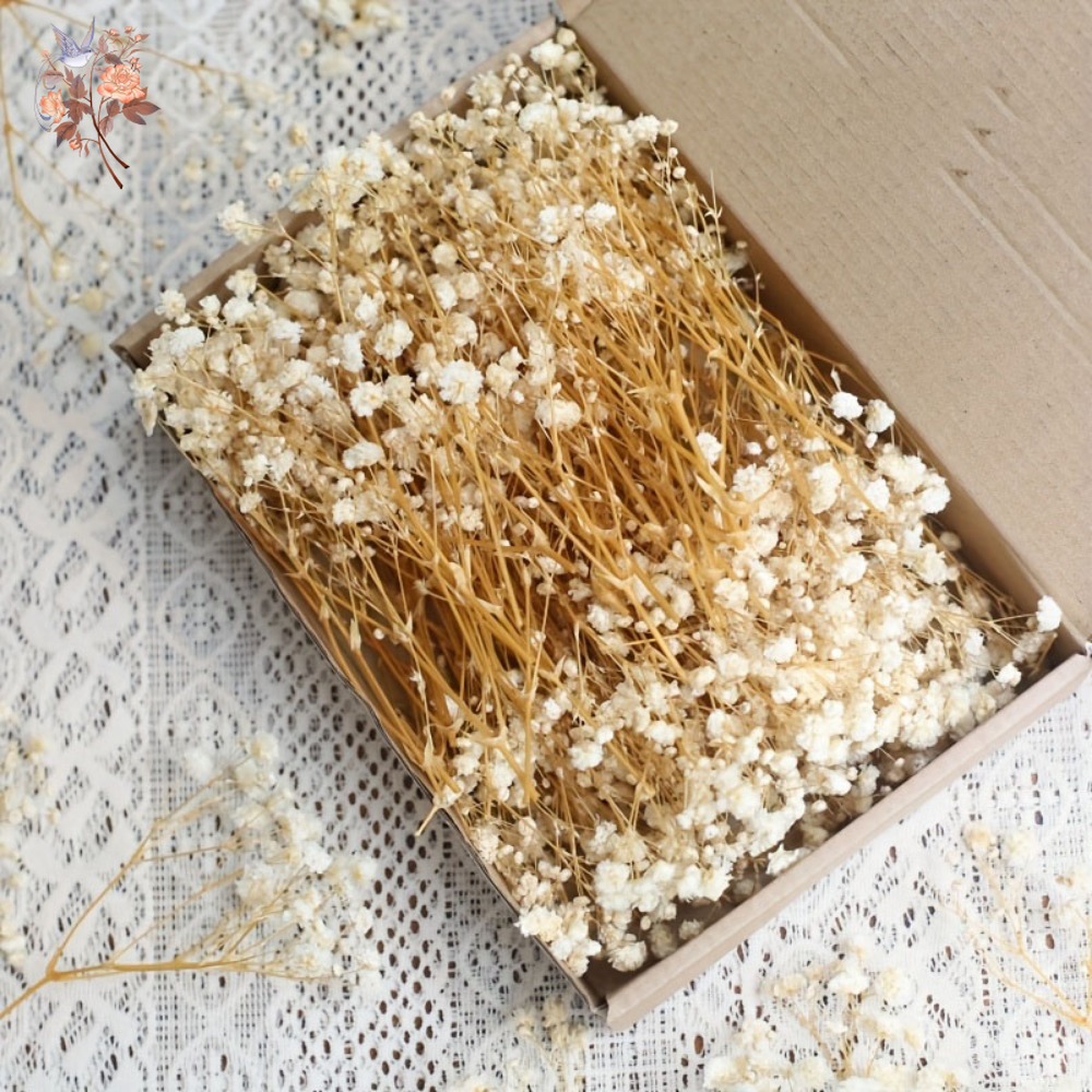 Craft Embellishment - 100 Stück Mini Getrocknete Schleierkraut-Blumen für